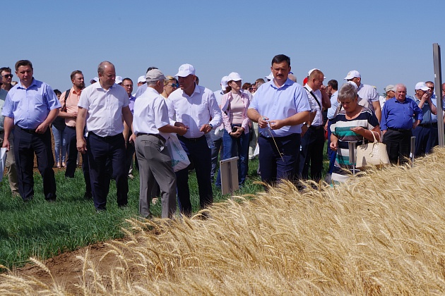 Волгоградские аграрии начали сбор урожая